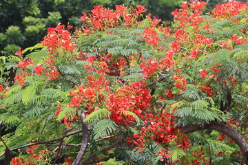 Delonix regia Red Flower Landscape Scenery Desktop Wallpaper