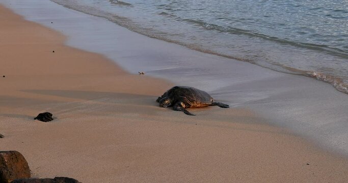 Green Sea Turtle climbs on sandy beach Kauai Hawaii. Kauai Poipu beach, home to sea turtles and Monk Seals. Rare and endangered native sea animals, wildlife. Economy is tourism. Blue ocean sea. 