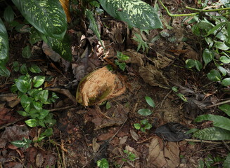 A newly fallen mature coconut with the halfway removed husk by a porcupine