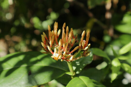The clusters of yellowish orange jungle flame flower buds that are ready to bloom