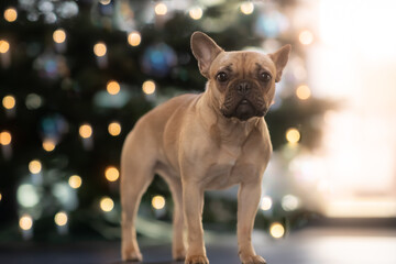 french bulldog puppy under the christmastree
