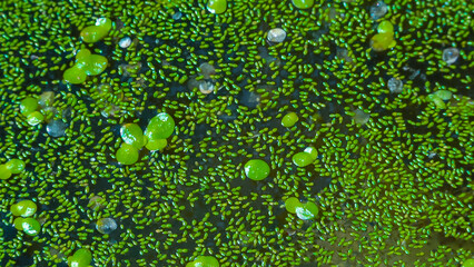 The smallest flowering plant (Wolffia arrhiza) and duckweed (Lemna turionifera) on the water