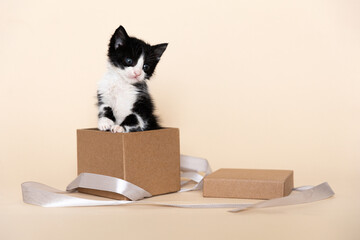 Funny kitten in cardboard box isolated on color background with copy space. Cat joke in gift box