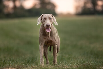 cute weimaraner with tong out