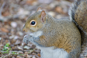 Grey squirrel (sciurus carolinensis) playful