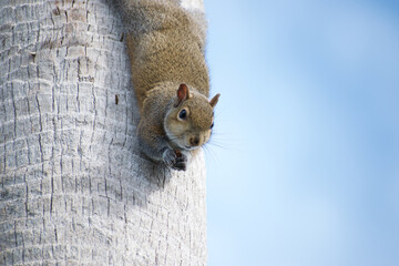 Grey squirrel (sciurus carolinensis) looking down from a tree - obrazy, fototapety, plakaty