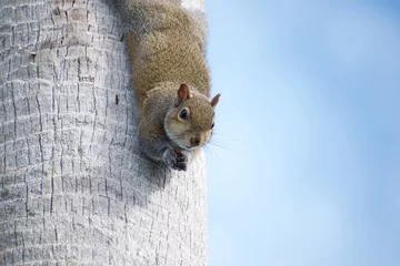 Fotobehang Grey squirrel (sciurus carolinensis) looking down from a tree © Jeffrey