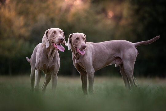 6 Weimaraner 