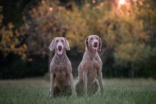 5 Weimaraner 