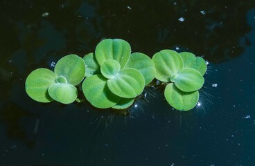 Aquatic plants floating on the surface of the water Pistia stratiotes.