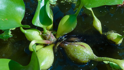 Leaf thickenings with air cells of a floating plant Pontederia crassipes (Eichhornia crassipes)