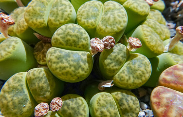 Mesembs (Lithops bromfieldii v. insularis 'Sulphurea') South African plant from Namibia
