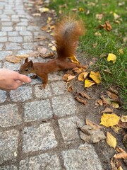 free squirrel wolna wiewiórka ssak © Klaudia