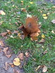 free squirrel wolna wiewiórka ssak © Klaudia