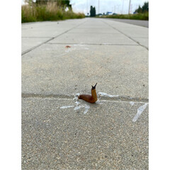 Ślimak bez skorupy Snail without shell Snail shows horns  © Klaudia