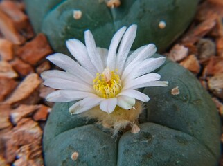 Lophophora Williamsii - plant blooming with a large white flower - obrazy, fototapety, plakaty
