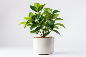 Green plant in white pot on white background.