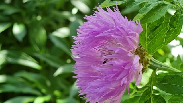 A purple cornflower on a background of green leaves is pollinated by a wild bee. Selective focus.