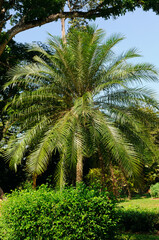 Palm tree in Royal Botanic King Gardens. Sri Lanka. Vertical photo.