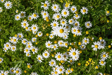 Beautiful white and yellow Daisy, Bellis perennis, probably Anthemis maritima, commonly named sea mayweed or sea chamomile © Alfredo