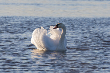 white beautiful swan,swan on the pond