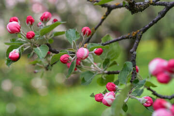 Branch of young apple tree flowers
