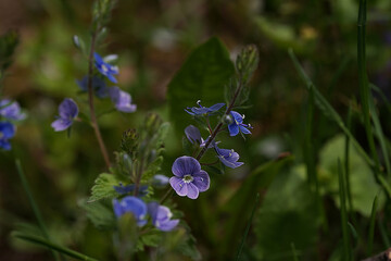 Purple small flowers
