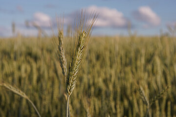 wheat field in the summer