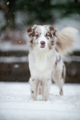 australian shepherd in snow