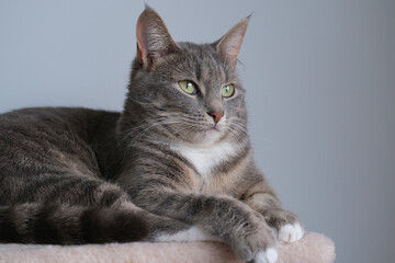 Portrait of a proud gray cat