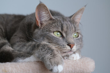 Portrait of a gray cat