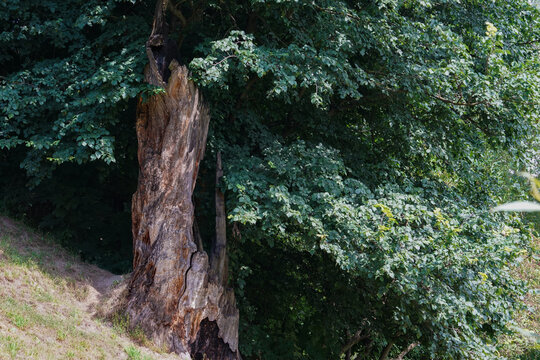 Old tree in the forest