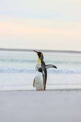 penguins on the beach