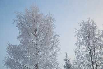Fototapeta na wymiar Frost on the trees.Very cold weather on the face of the city.