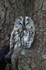 Tawny owl (Strix aluco)