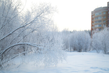 Frost on the trees.Very cold weather on the face of the city.