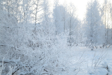 Frost on the trees.Very cold weather on the face of the city.