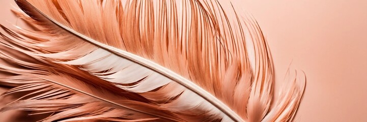 Header, golden-pink-peach color fluffy feathers background