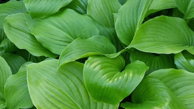 Green hosta leaves background. Hosta is a genus of perennial herbaceous plants in the family Solanaceae.