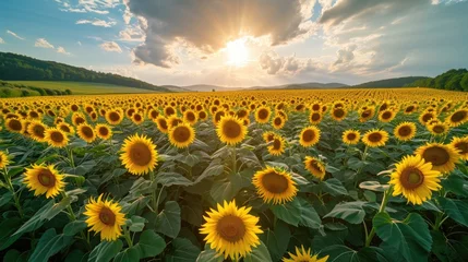 Deurstickers Field of growth sunflowers scene with blue sky background in summer © authapol