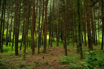 Fototapeta premium green forest of thin trees