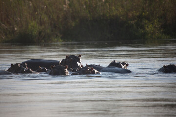 Fototapeta premium Zambia hippopotamus on a sunny winter day