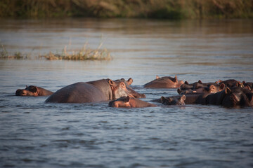 Fototapeta na wymiar Zambia hippopotamus on a sunny winter day