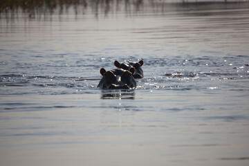 Zambia hippopotamus on a sunny winter day