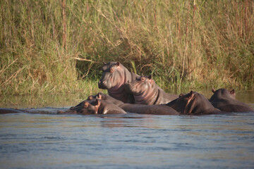 Zambia hippopotamus on a sunny winter day