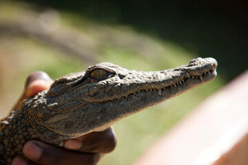 Zambia crocodile close up at dawn