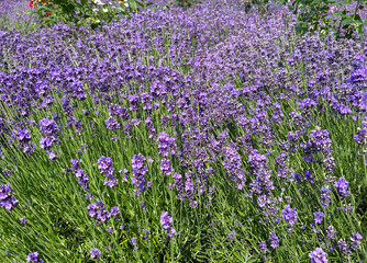 Obraz premium Blooming lavender in the garden. Summer background. Close-up.
