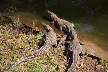 Zambia crocodile close up at dawn