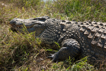 Zambia crocodile close up at dawn