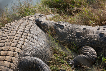 Zambia crocodile close up at dawn